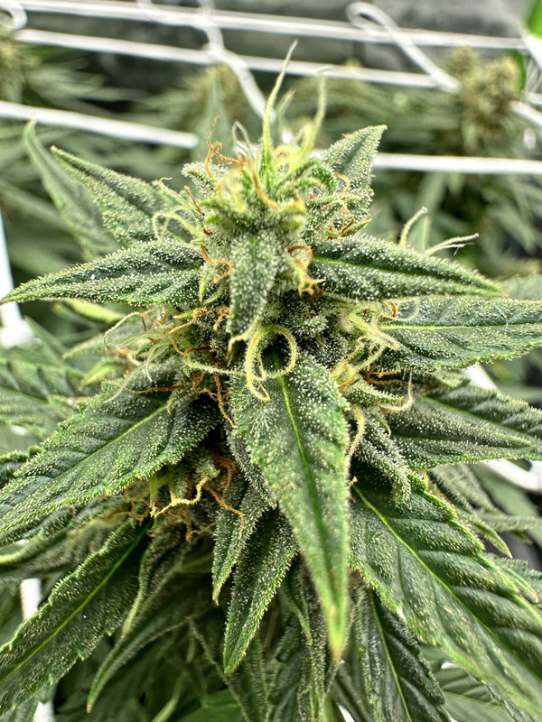 6C70A0D7-9EF8-4313-AADE-2C2DB01AA222