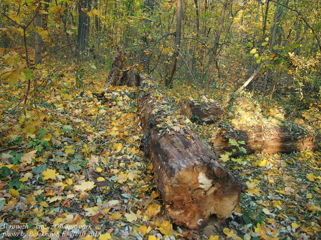 Воронеж, Олимпик, осень