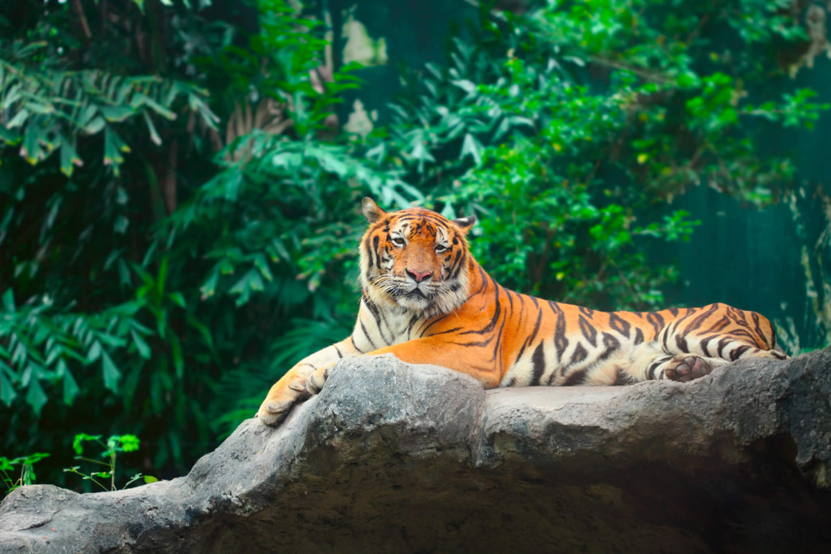 The Root of Universal Tiger Day