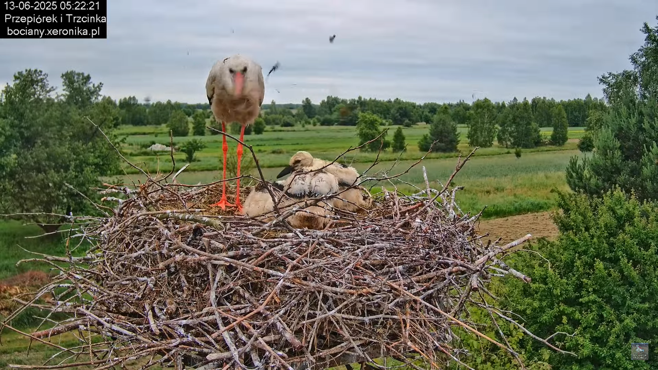 13062025bociany6