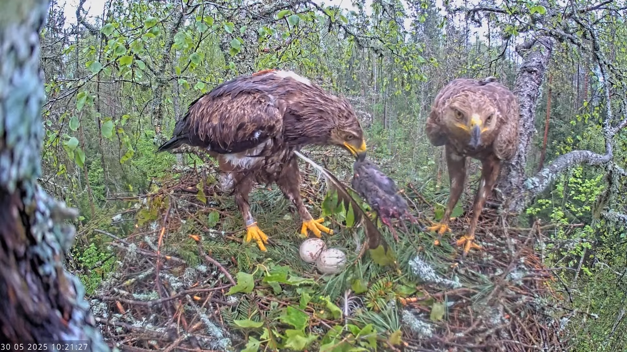 Väike-konnakotkas __ Clanga pomarina __ Lesser Spotted Eagle 16-37-12 screenshot