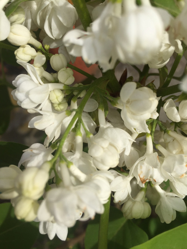 11. Pamięć o Kolesnikowie