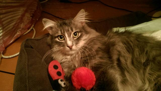 IMG-9b11f93ac7341000deae1aa3b220c489-V