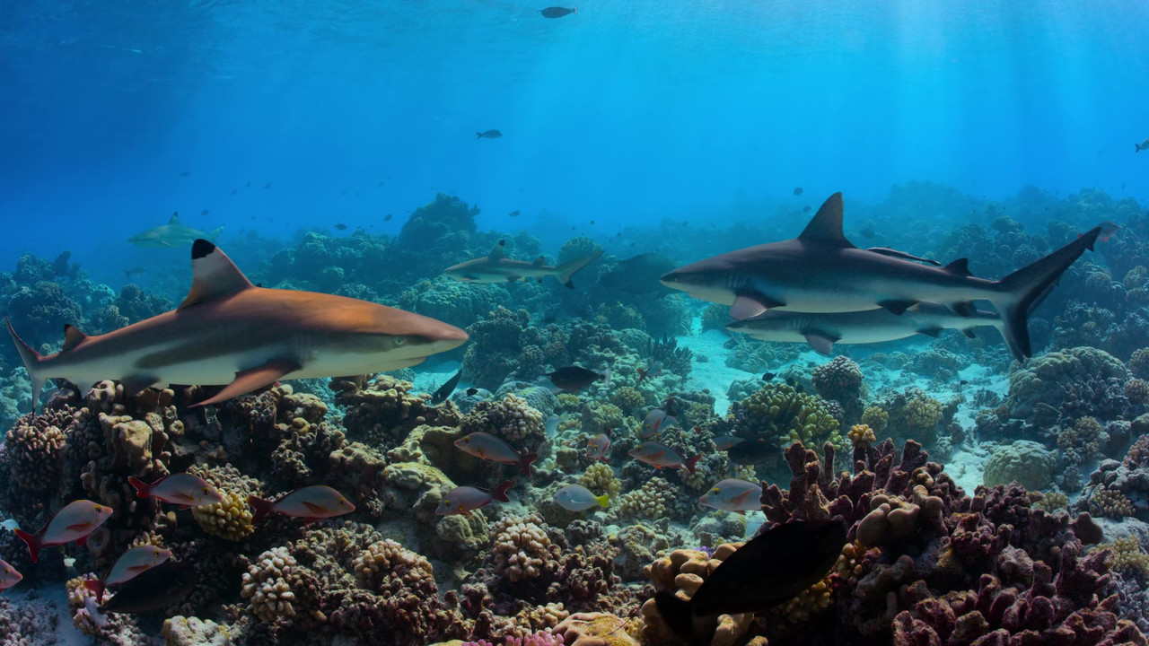 Our Planet 2019 Season 1 S01 1080p NF WEB DL x265 HEVC 10bit EAC3 Atmos 5 1 Garshasp QxR