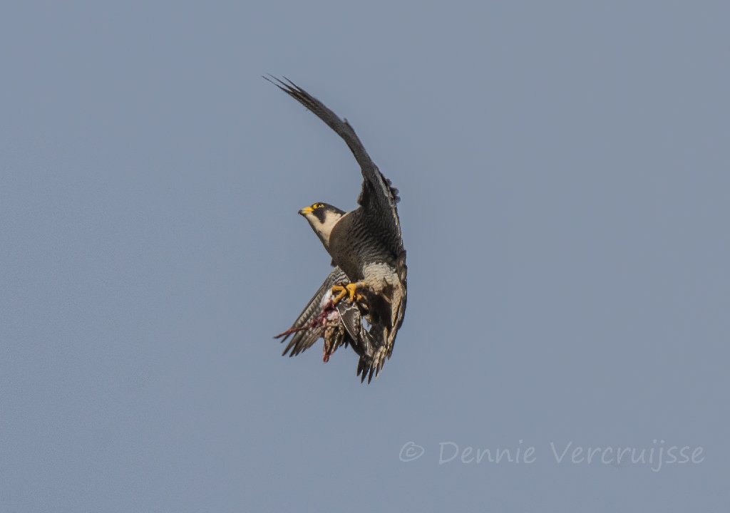 Foto's van Dennie. 2020 - Pagina 2 Sv2902d