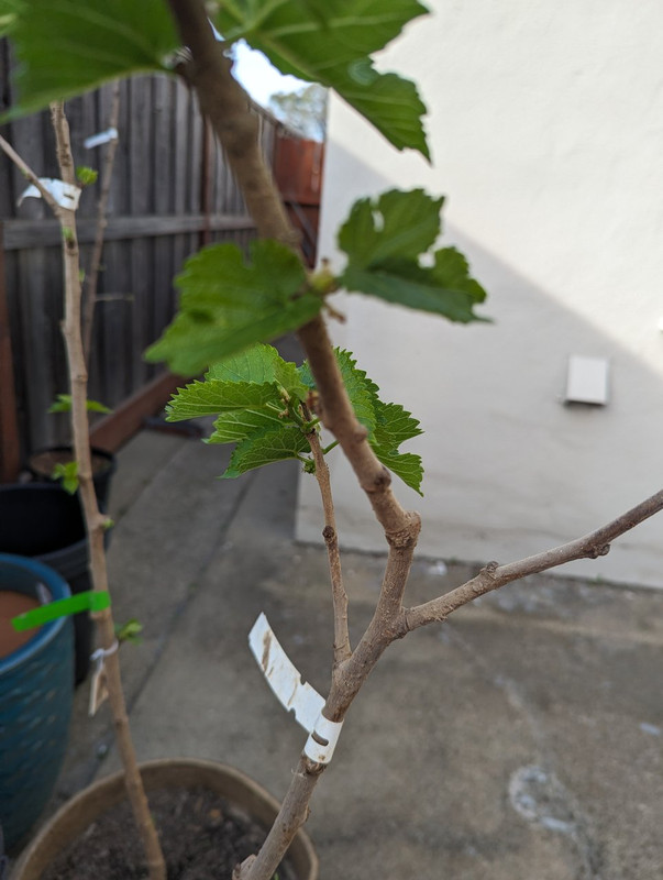 PXL_20240411_010608198 - Copy