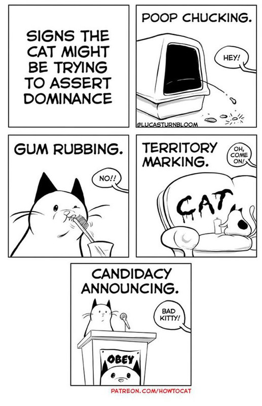 boredpandacatcartoon-Candidacy712b1c591d2b27aeab0de5.jpg