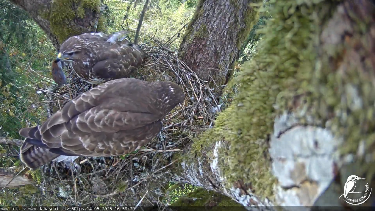 Melnās klijas (Milvus migrans) Kurzemē_ peļu klijāni (Buteo buteo) 13-16-19 screenshot