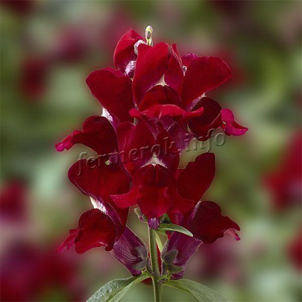 Foto-lvmnogo-zeva-sorta-Red-chif-Red-chief