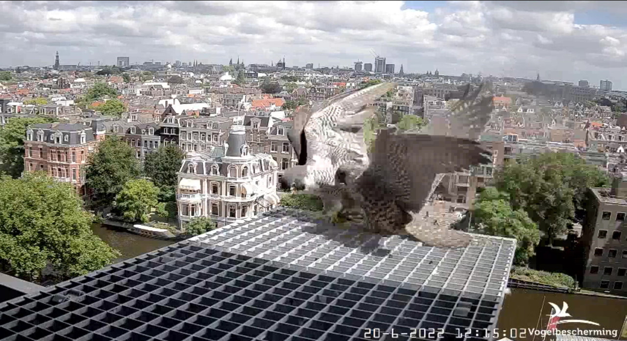 Amsterdam/Rijksmuseum screenshots © Beleef de Lente/Vogelbescherming Nederland - Pagina 30 Video-2022-06-20-121714-Moment-6