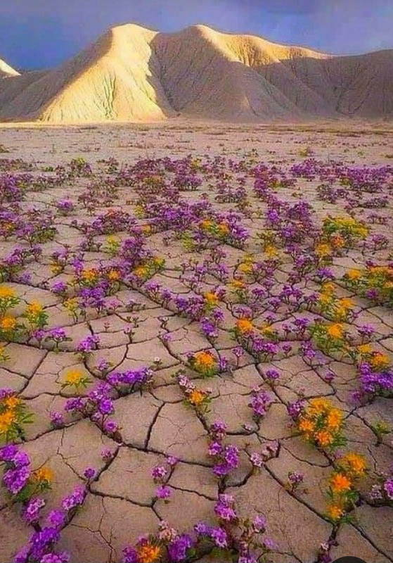 Screenshot_20240331_205148_Pinterest