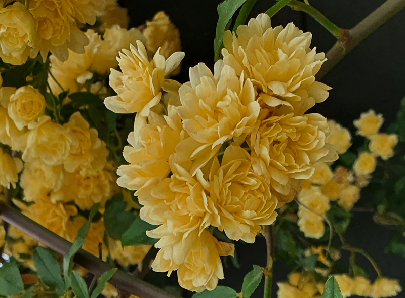 [Image: z20240429-135759.jpg]