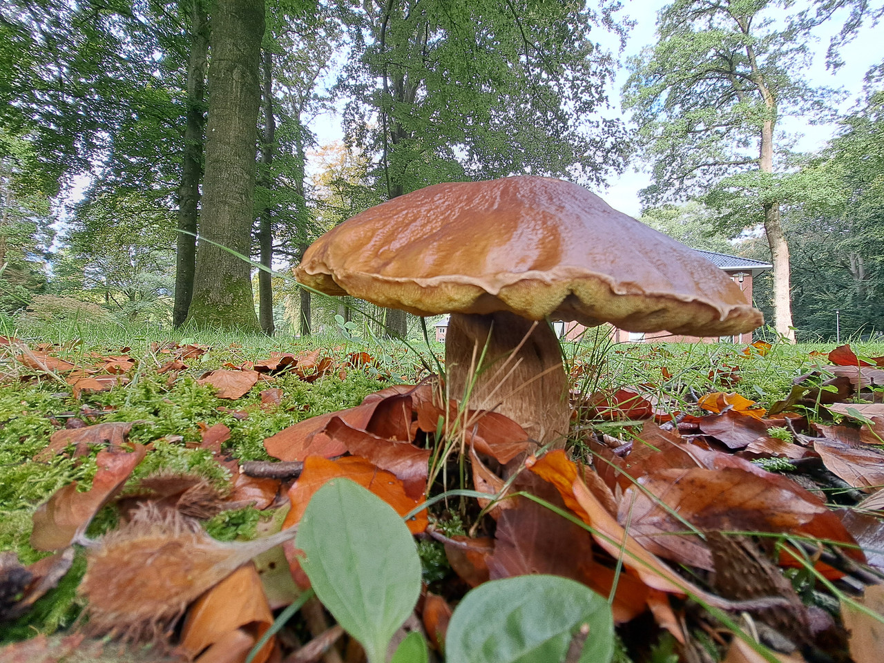 Afbeelding