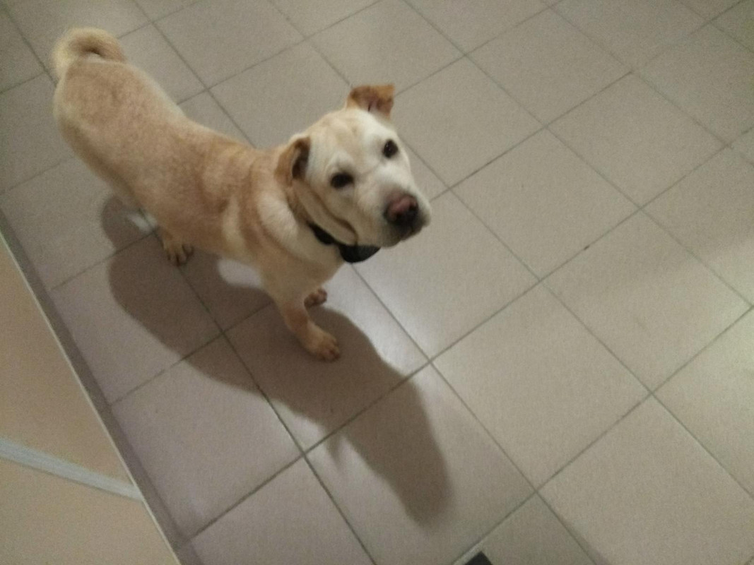 IMG_20171017_205524_HHT