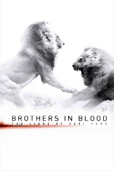 lions-of-sabi-sand-brothers-in-blood-202