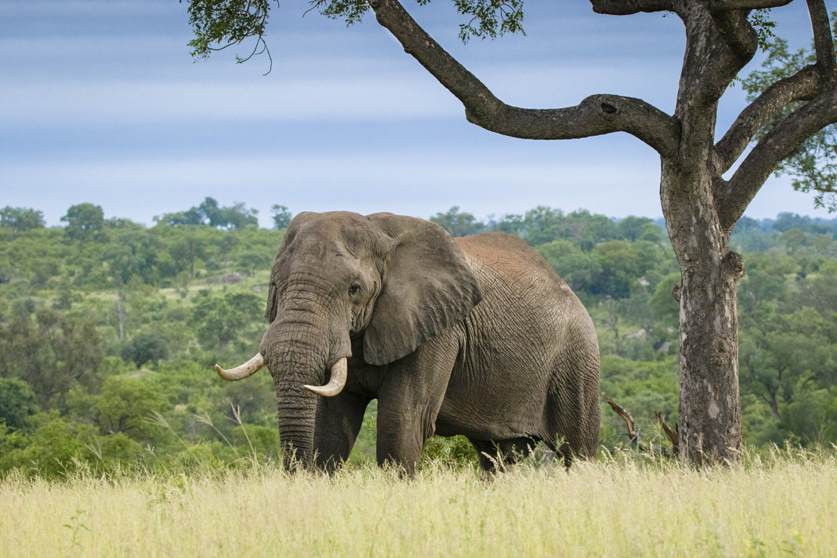 Elephant with long tusks walking through tall grass