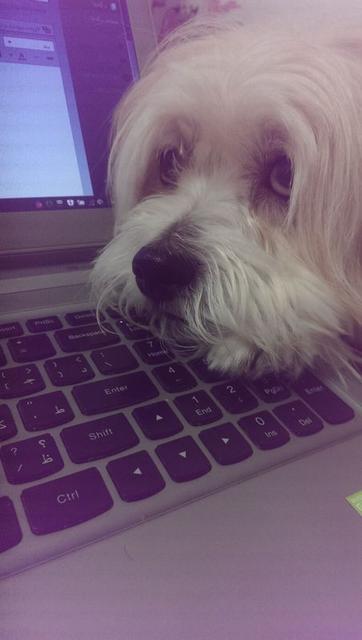 volghan hosseini (111)