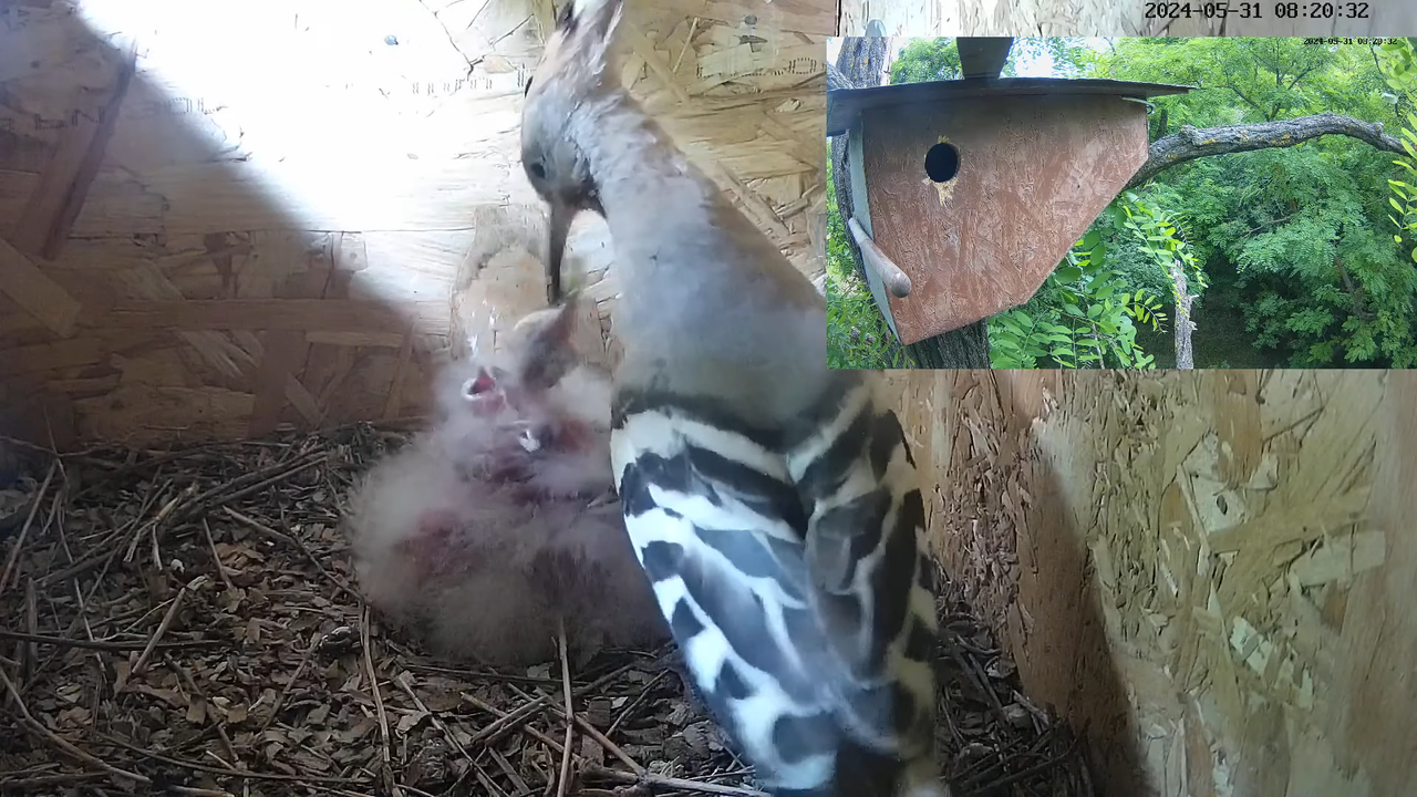 TIEŠRAIDĒ Eirāzijas stīpiņa Nest Cam (Nagyberény, Ungārija) 7-46-23 screenshot