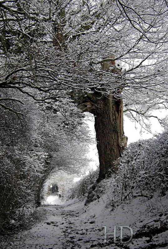 snow-woods-feb-HD.jpg
