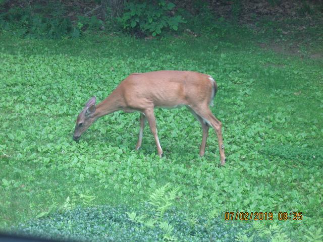 IMG-2187.jpg
