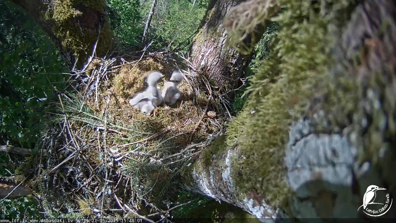Melnās klijas (Milvus migrans) Kurzemē_ peļu klijāni (Buteo buteo) 11-0-16 screenshot