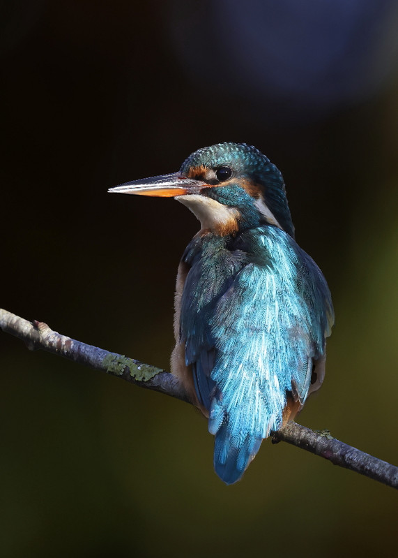 IJsvogel vanuit mijn eigen vogelhut