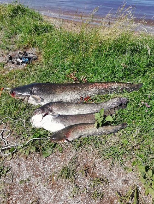 Отзыв с Авито.