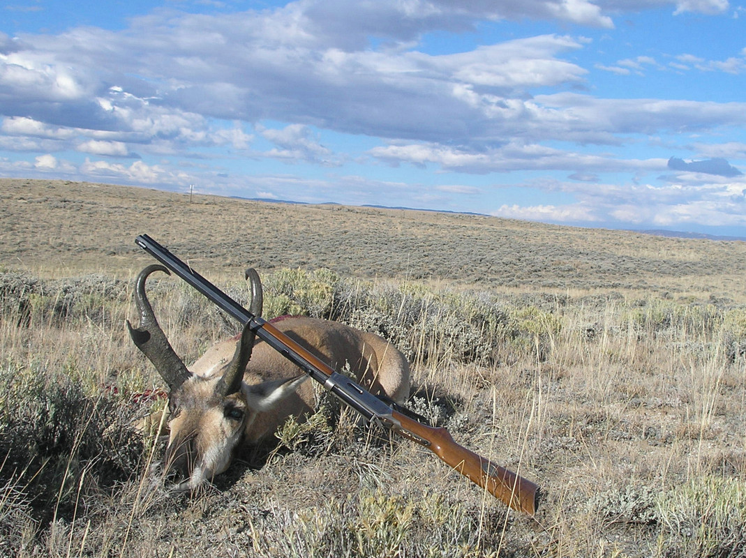 Buck With Gun-Crop
