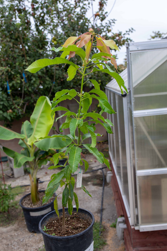 8U1A2670  Pina Colada Mango Seedling Tree #1 (8-20-2022)
