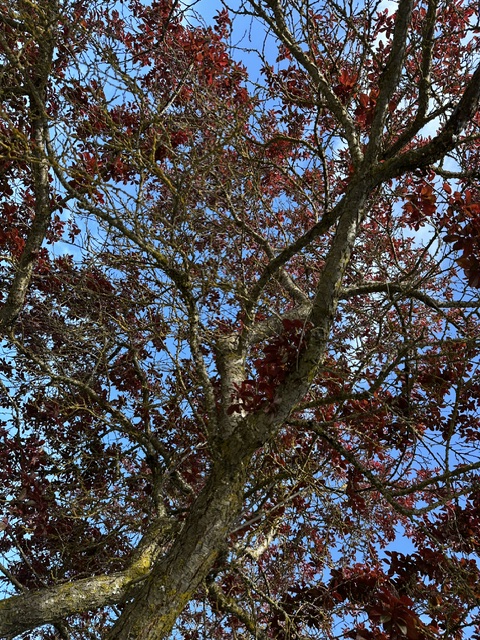 IMG 0735 Copy