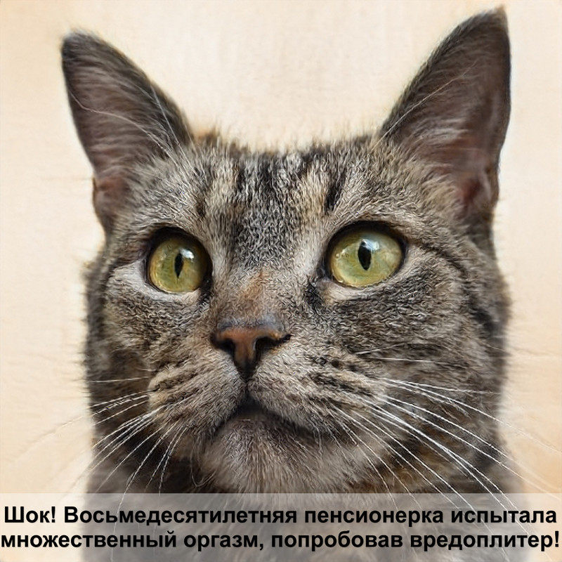 серый окрас кошки