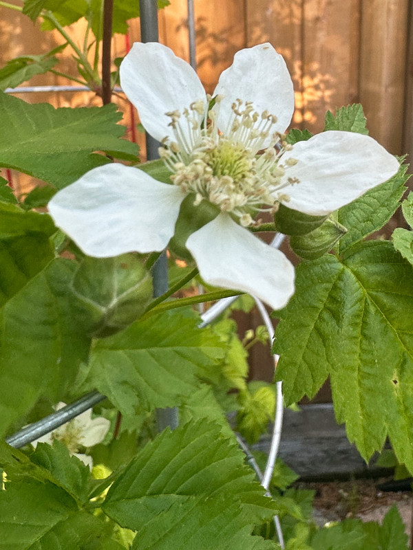 boysenberry.jpg