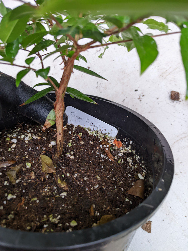 PXL_20230617_185444818.MP