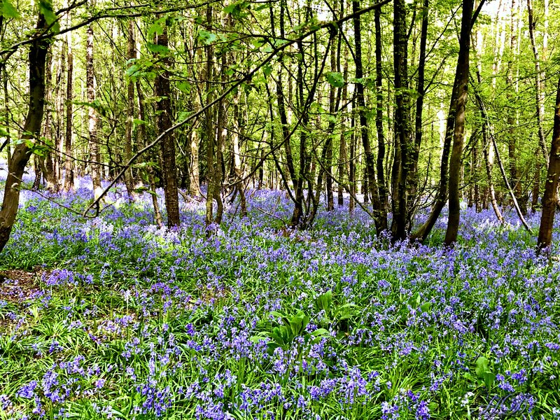 woods-bluebells-7-HD.jpg