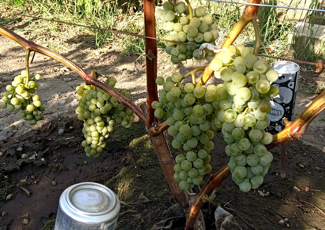 Цитронный Магарача 20230808