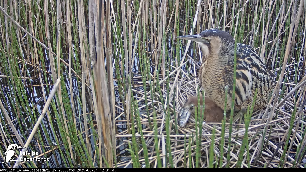 LDF Lielais dumpis (Botaurus stellaris) Zemītes pagastā 7-24-45 screenshot
