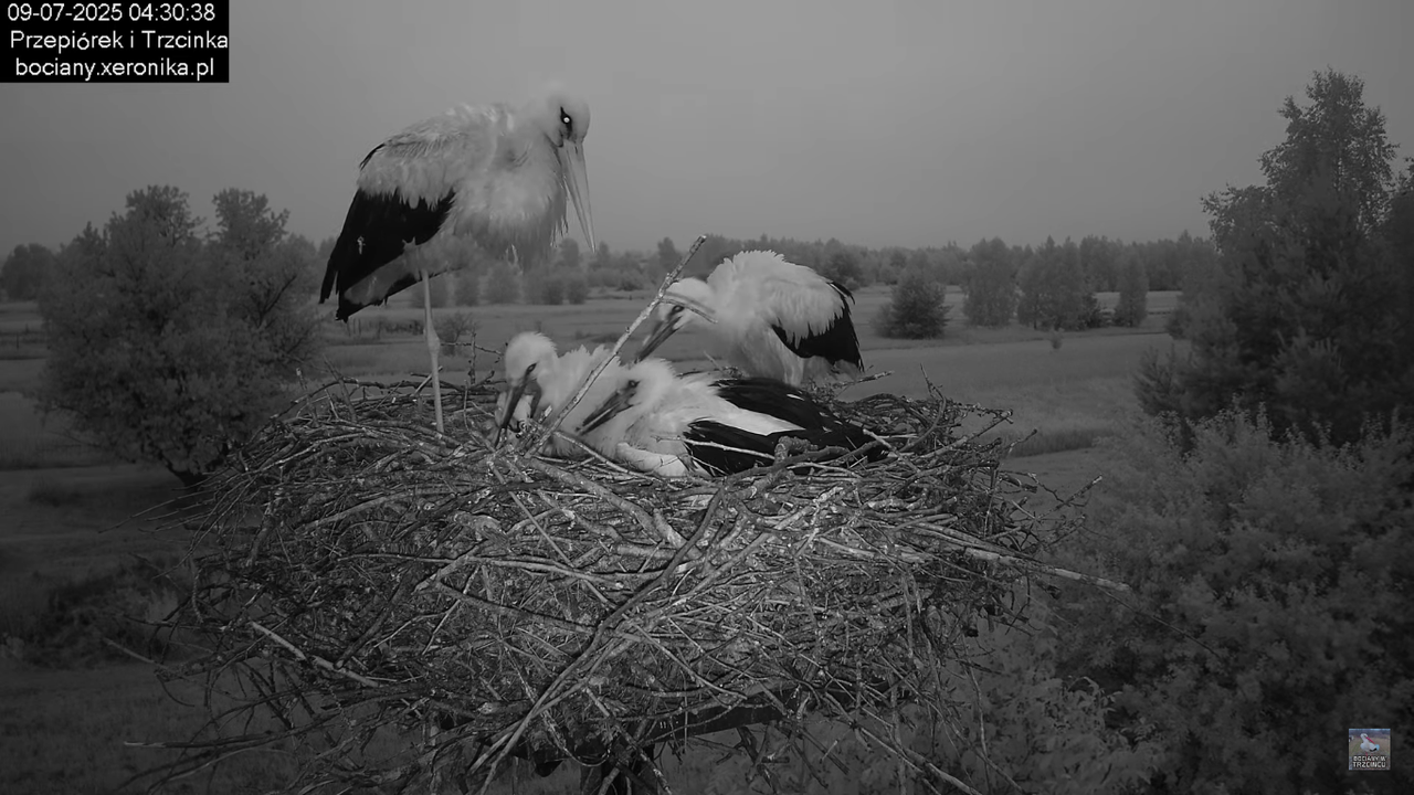 09072025bociany4