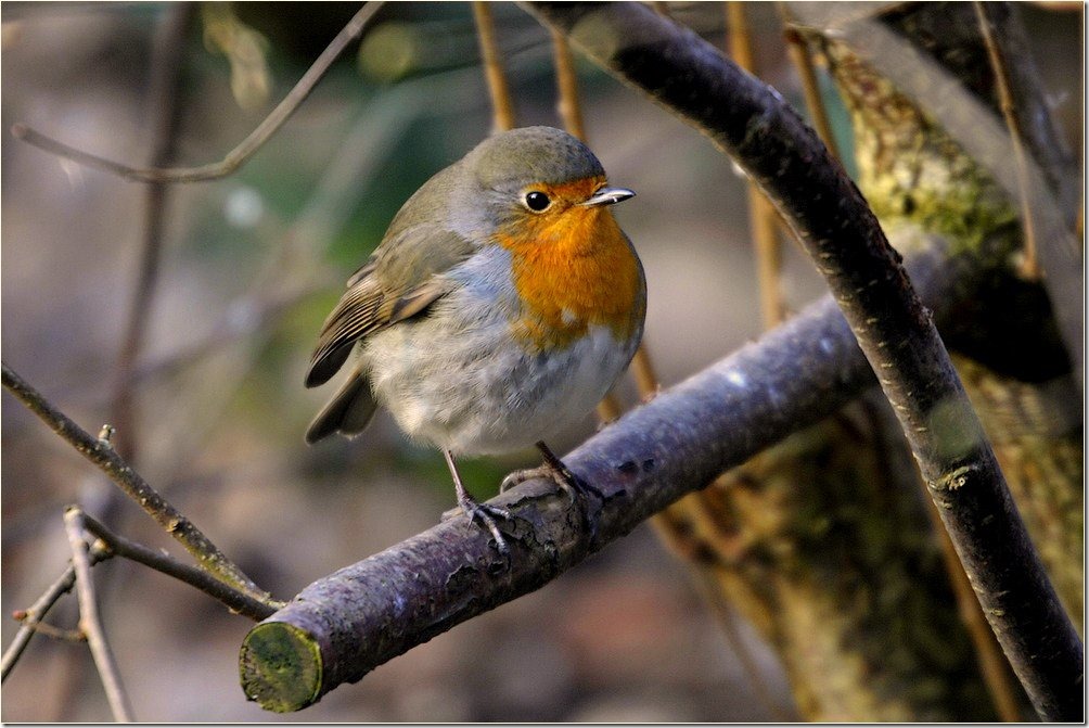 roodborstje 1 kl[3]aad