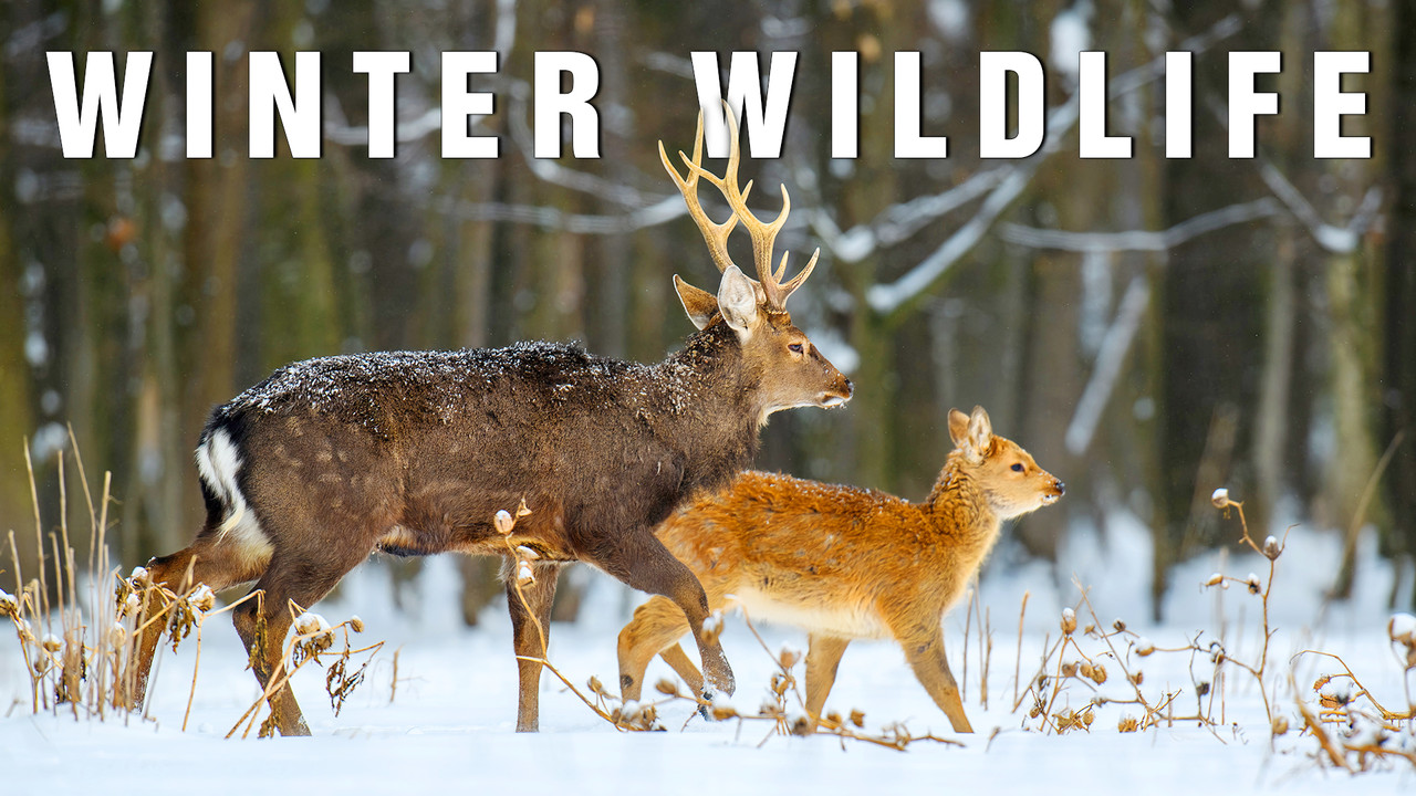 Winter Wildlife – A Cinematic Journey Into Nature’s Frozen Silence | Relaxing 4K Film