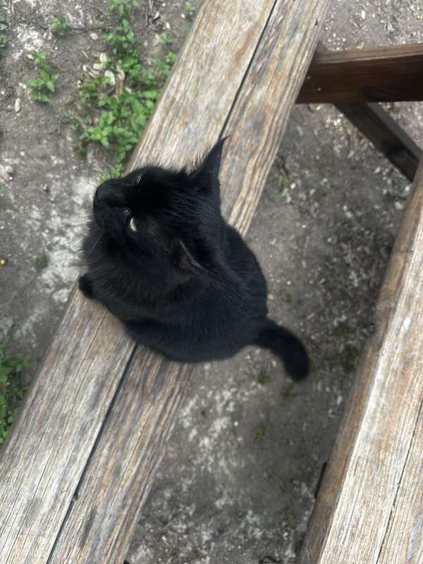 Black cat dutch angle