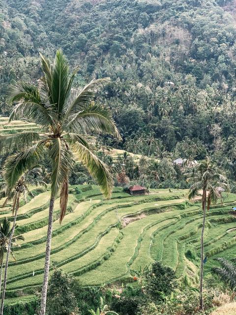 Singapur e Indonesia 2018 - Blogs de Indonesia - Bali (más cascadas y templos) (3)