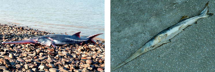 Psephurus-gladius.png