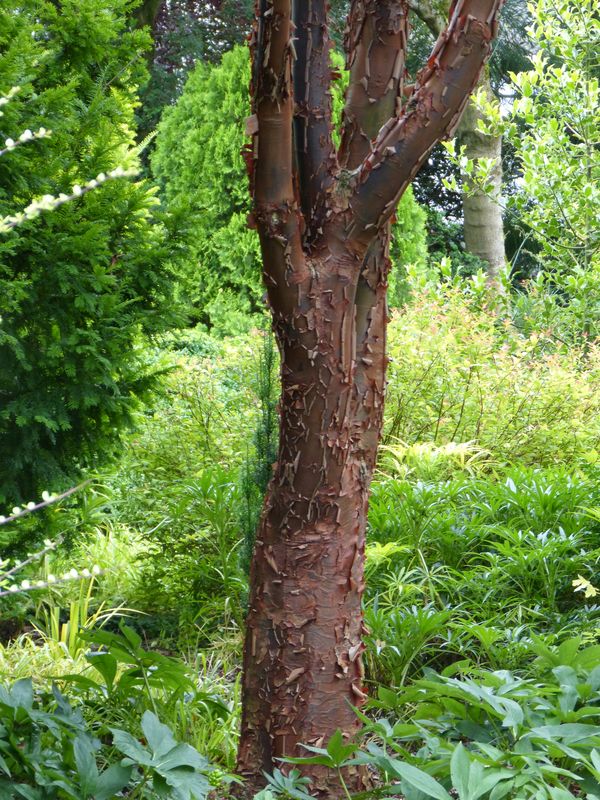2014-07-13 Arboretum Härle 13