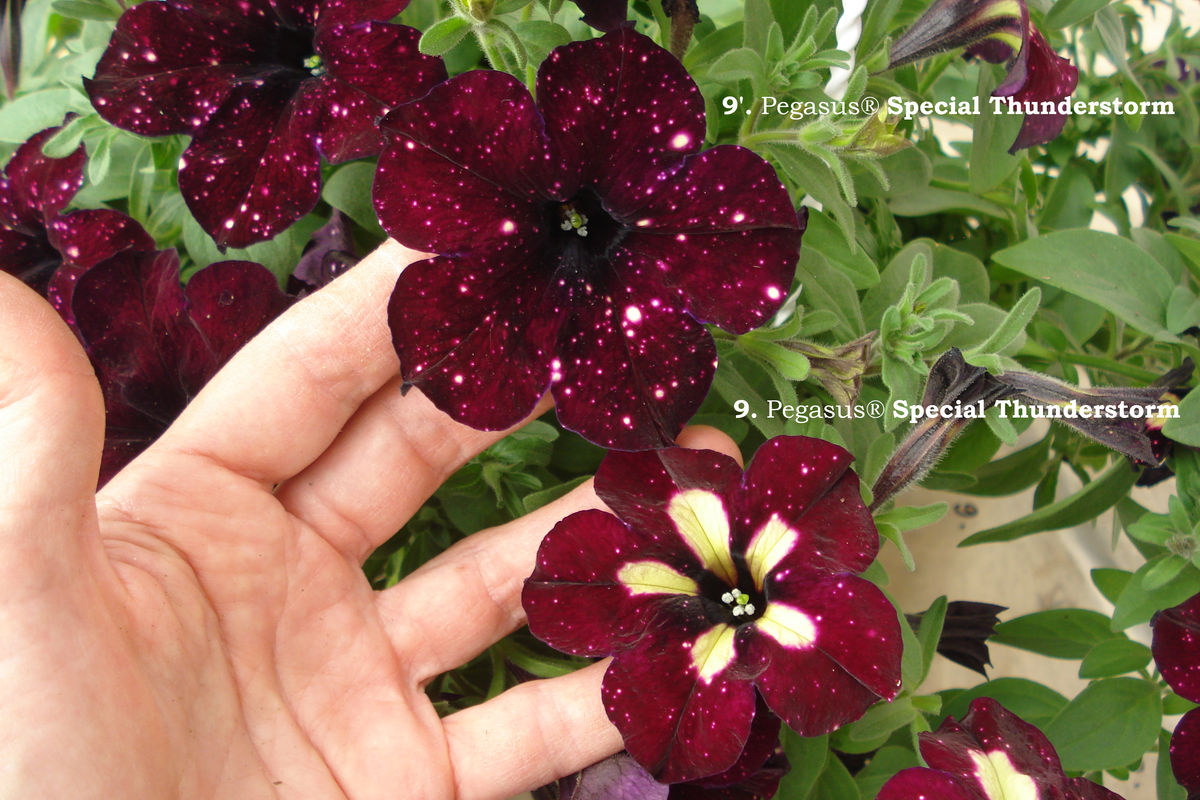 9. Pegasus® Special Thunderstorm (4)