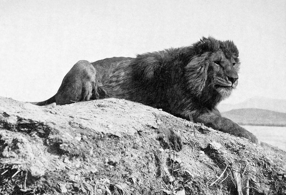 Barbary-lion.jpg