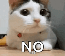 cat-no