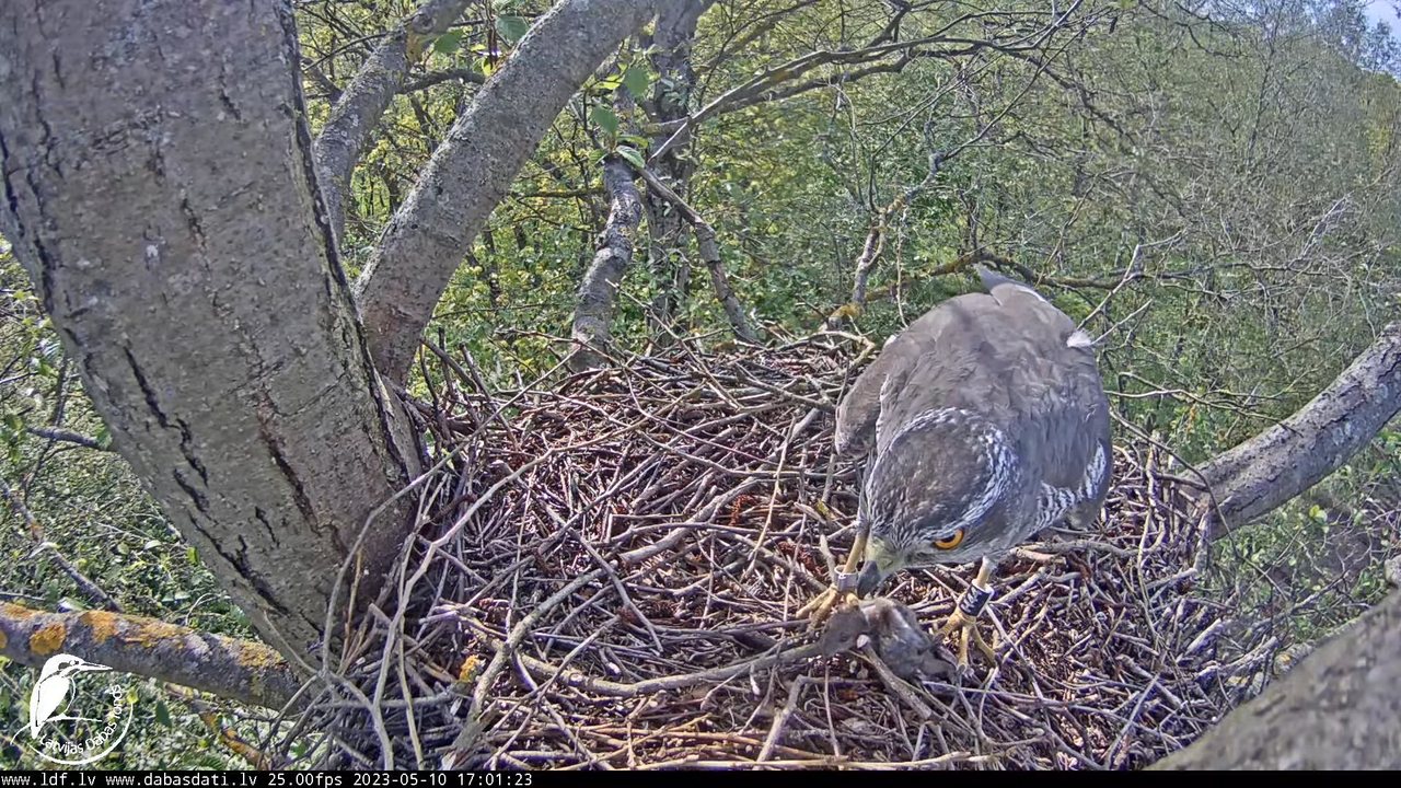 Vistu vanags (Accipiter gentilis) Rīgā - LDF tiešraide __ Goshawks, Riga, Latvia 11-22-53 screenshot