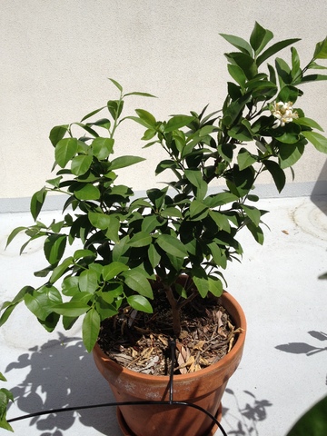 Our Garden 011