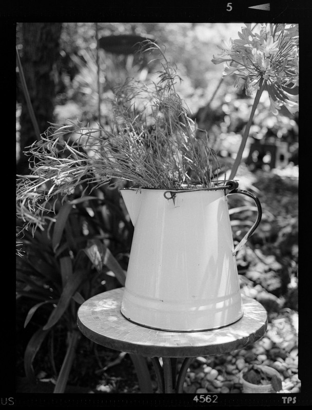 blacknwhite-fern-jug.jpg