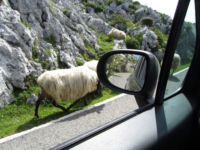 Asturias 2014 - Blogs de España - Día 3 (5 julio): Covadonga (4)